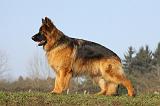 BERGER ALLEMAND 929